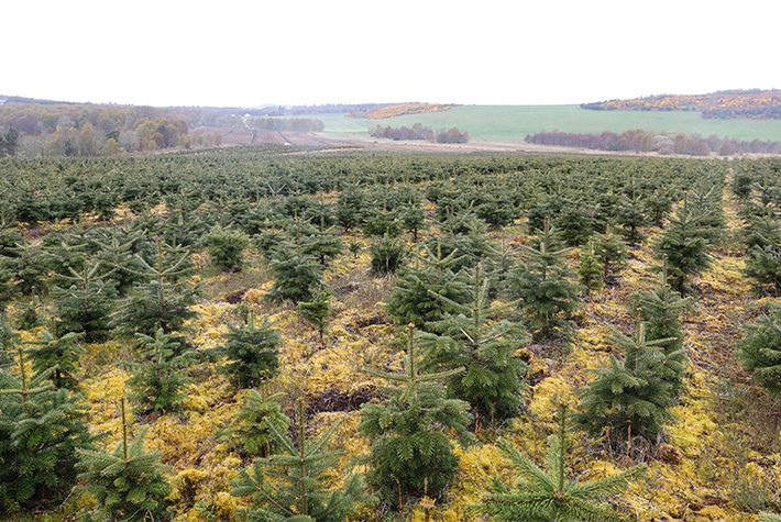 Dobbies community Christmas trees