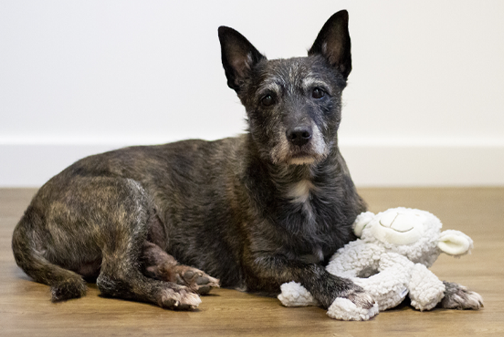 The best dog calming products for bonfire night