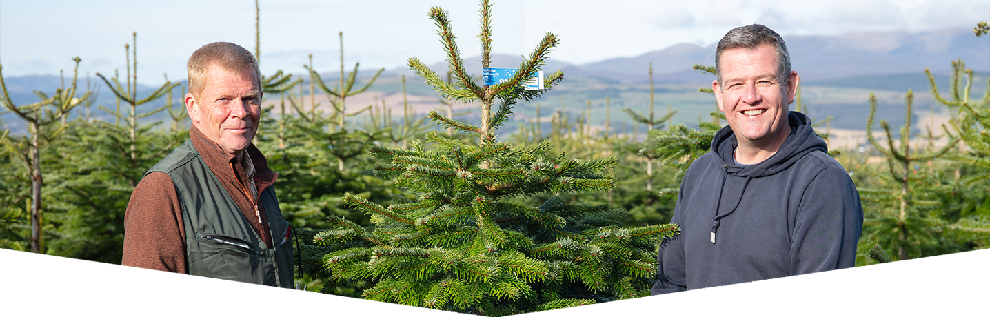 Our sustainable approach to real trees