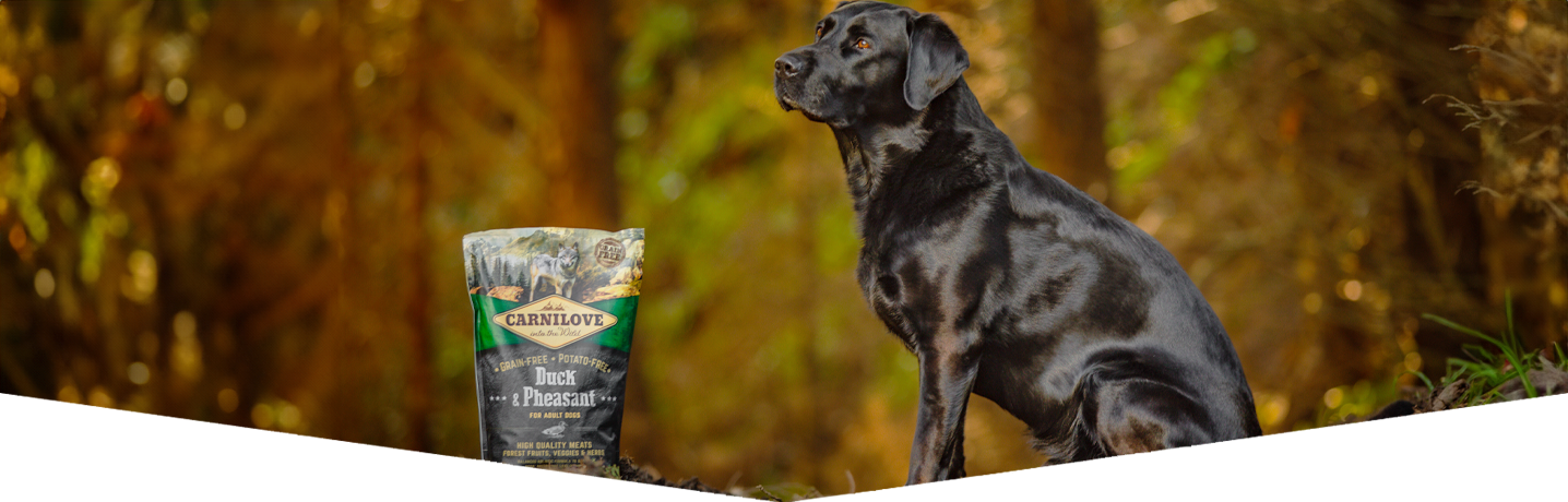What dog food is best for my dog