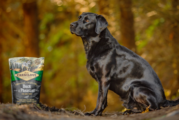 What dog food is best for my dog