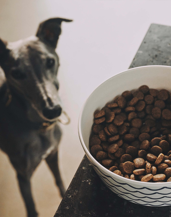 What dog food is best for my dog