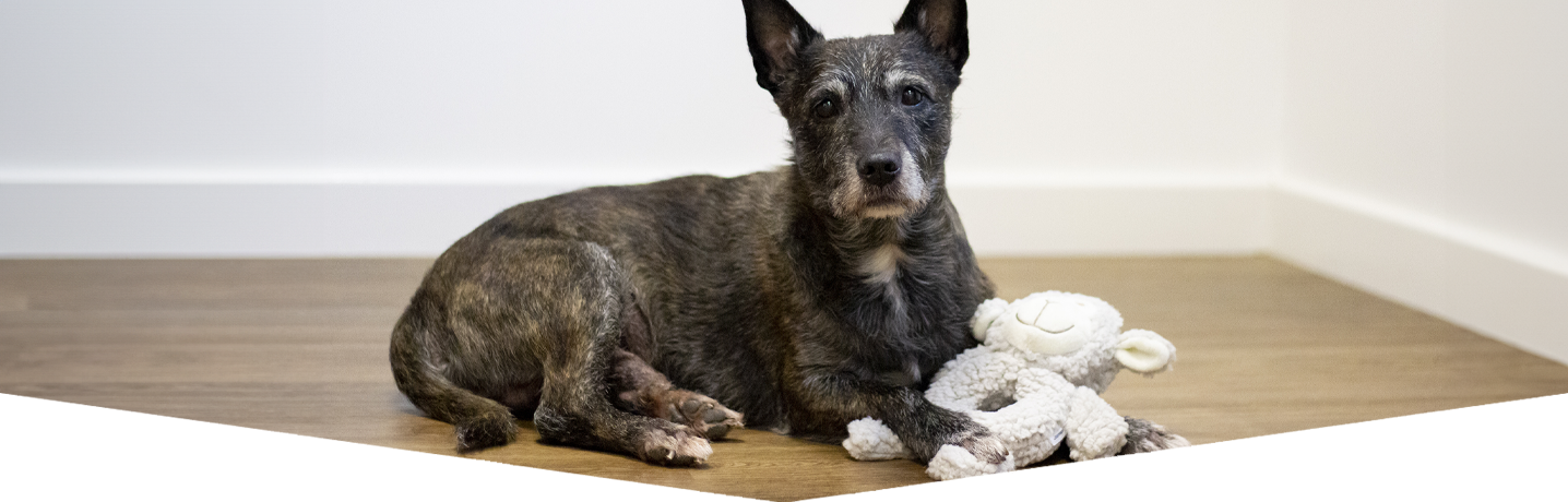 The best dog calming products for bonfire night