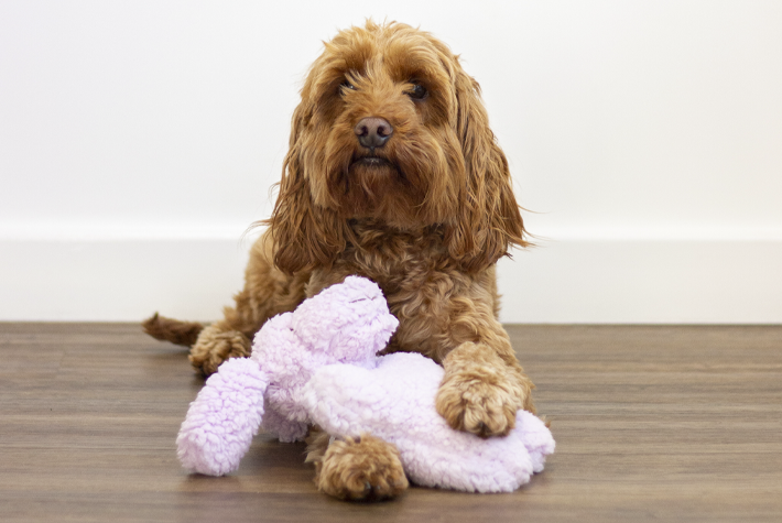 The best dog calming products for bonfire night