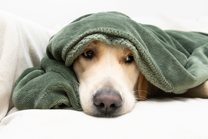 The best dog calming products for bonfire night