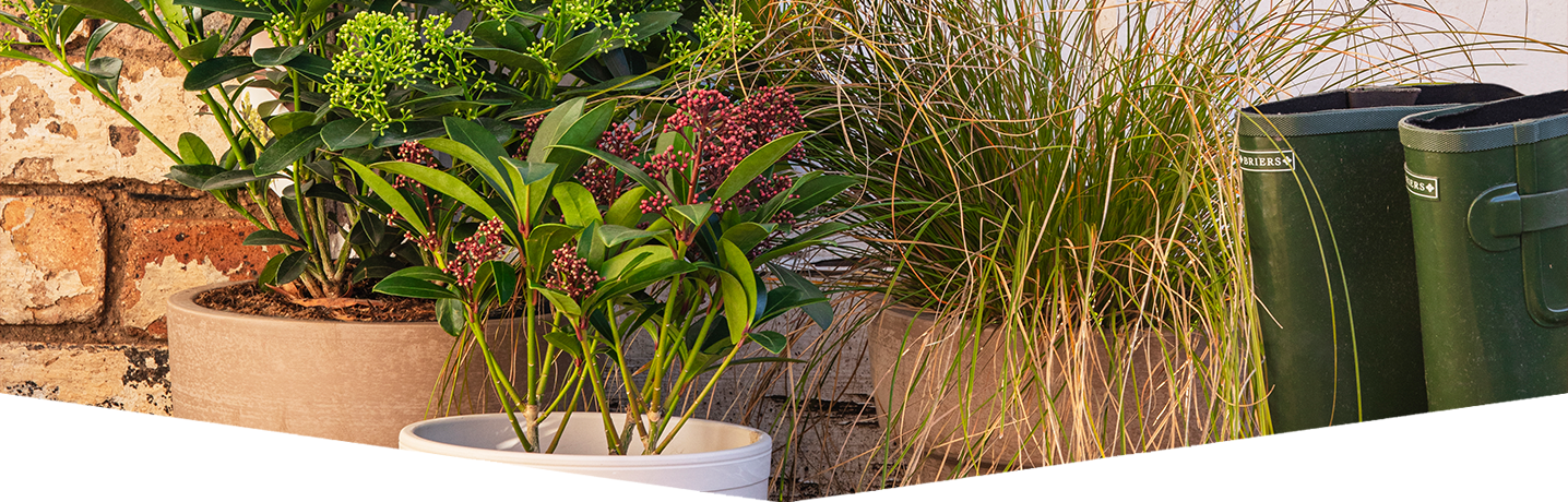 Gardening tips for January