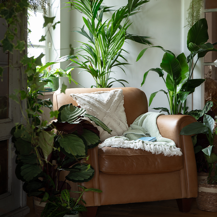 Gardening tips for January