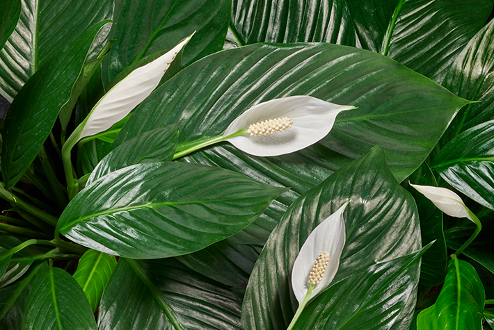 Peace Lily