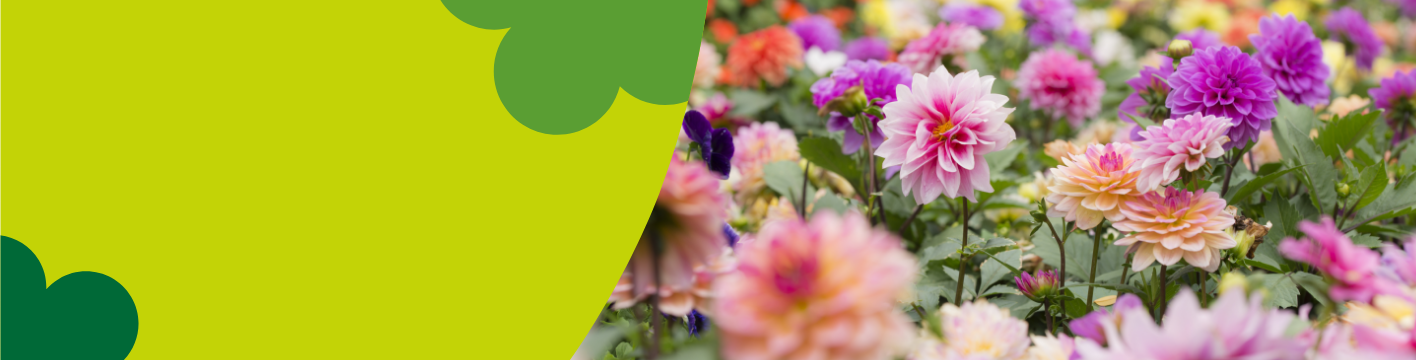 Summer flowering bulbs