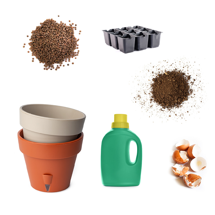 Grow your own tomatoes