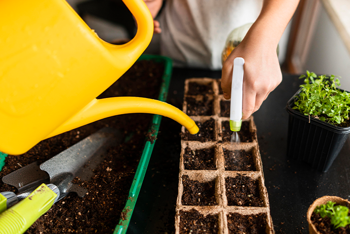 Grow your own tomatoes