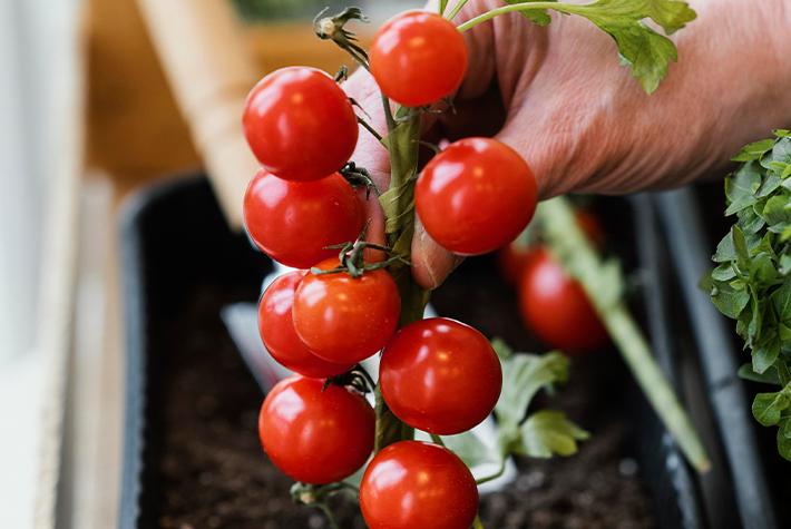 Grow your own tomatoes