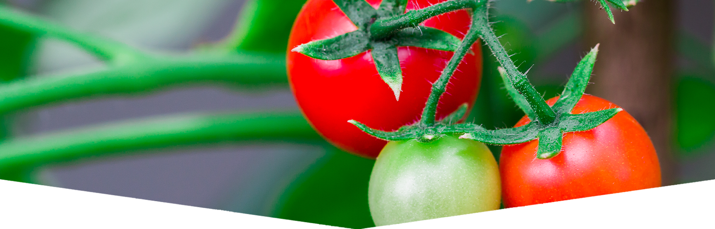 Grow your own tomatoes