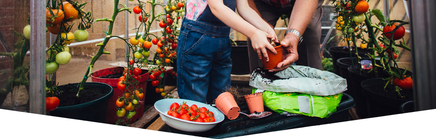 Learn about tomatoes