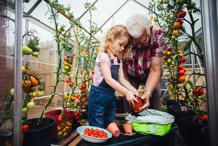 Learn about tomatoes