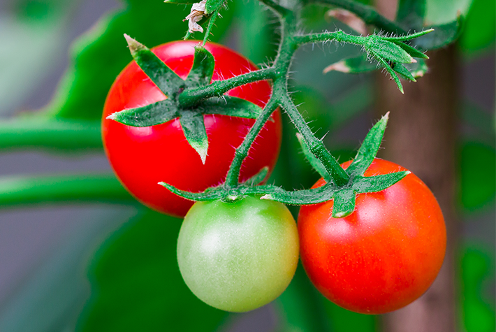 Grow your own tomatoes