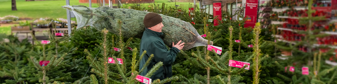 Our UK grown real Christmas trees