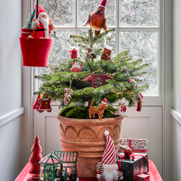 Caring for your Christmas tree