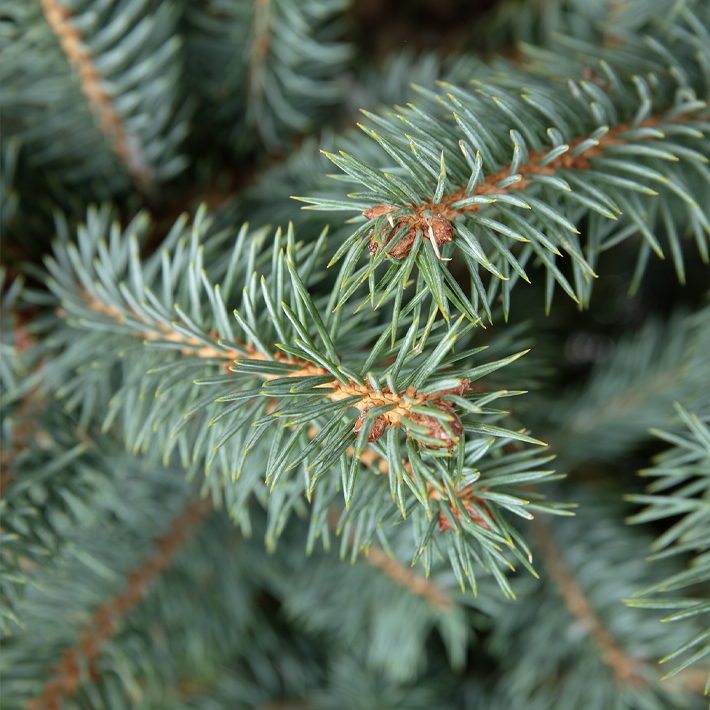 Pot grown Blue Spruce