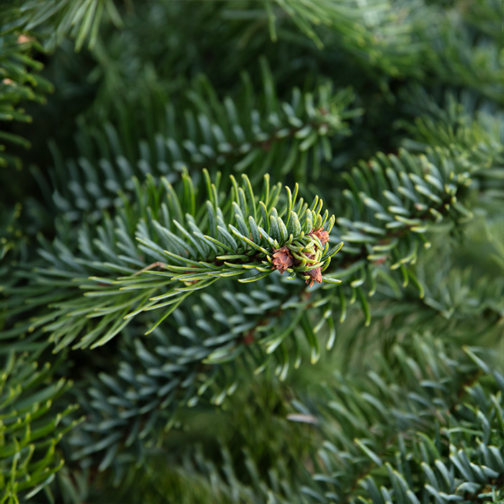 Pot grown Noble Firr