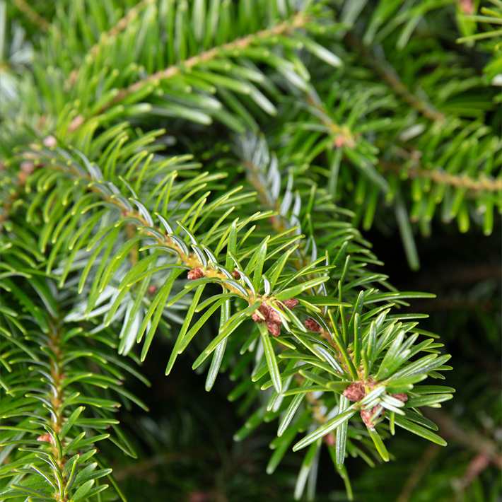 Pot grown Nordmann Firr