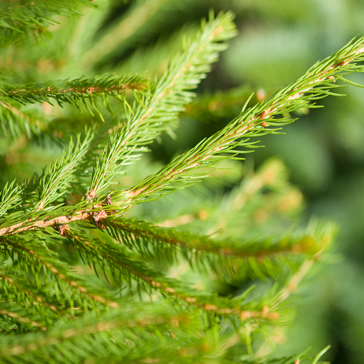Pot grown Norway Spruce
