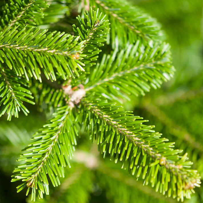 Pot grown Serbian Spruce