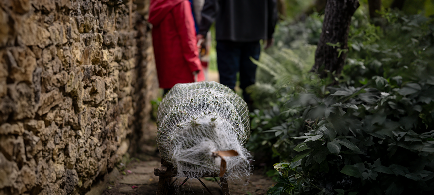 Taking your Christmas tree home