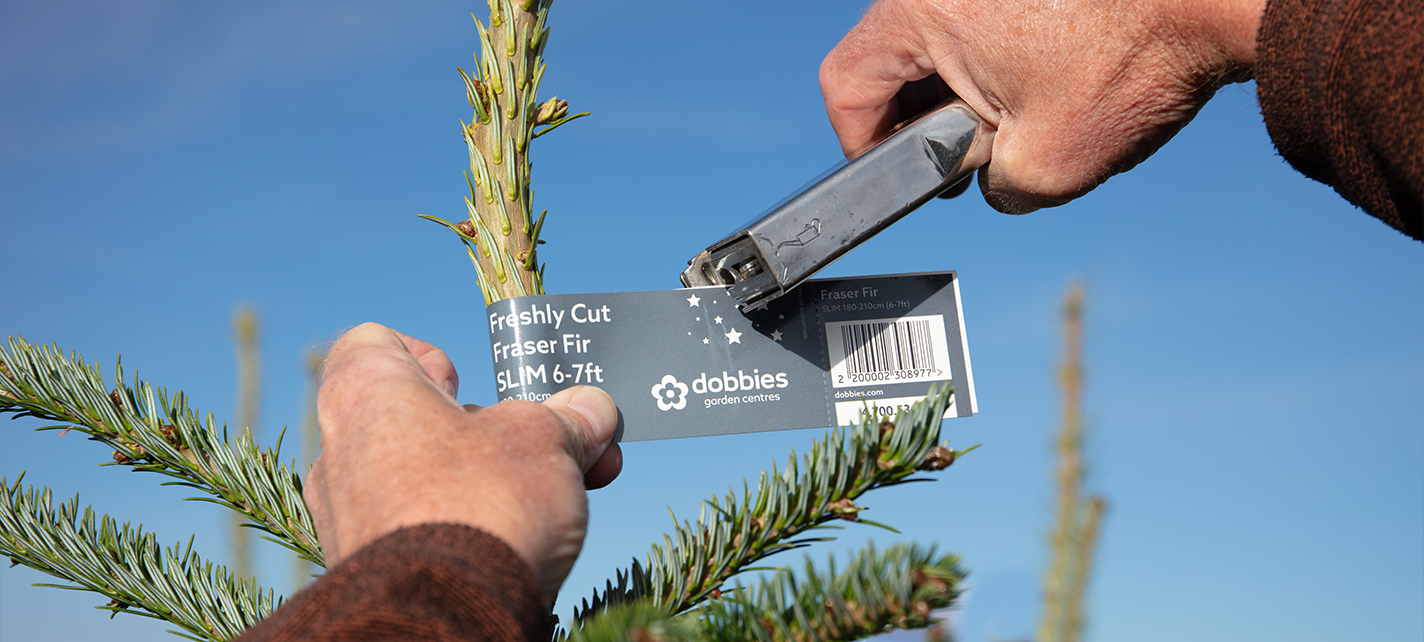 The journey of a Dobbies Christmas tree