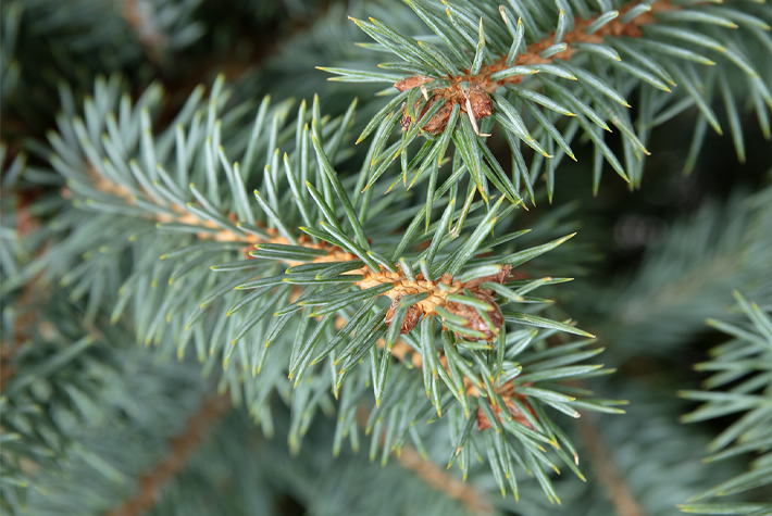 Pot grown Blue Spruce