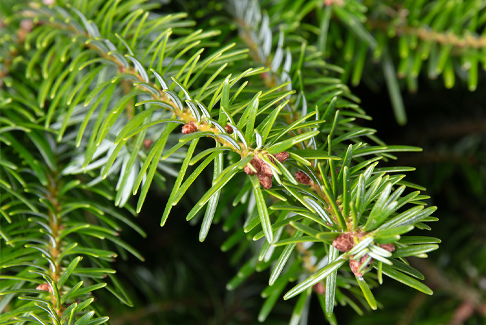 Pot grown Nordmann Firr