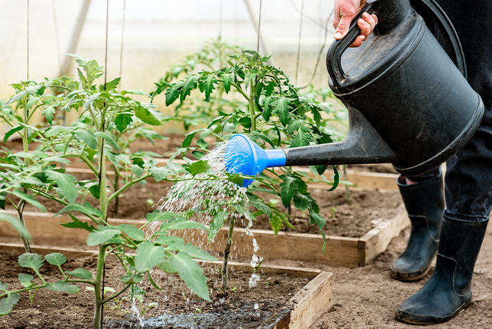 Learn about tomatoes