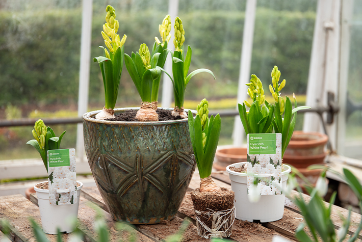How to create a hyacinth centrepiece