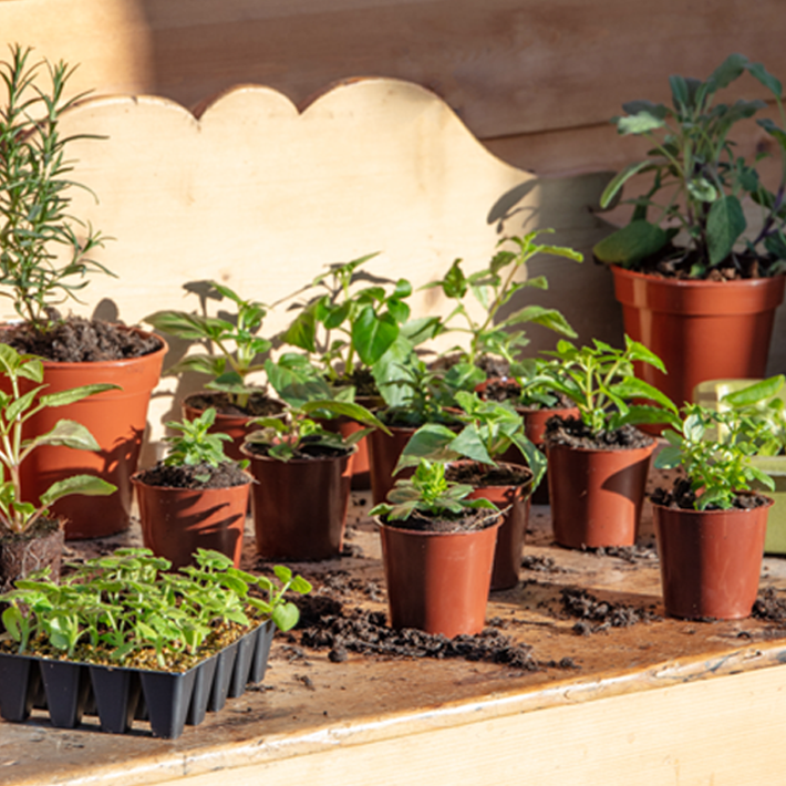 Essential spring gardening jobs