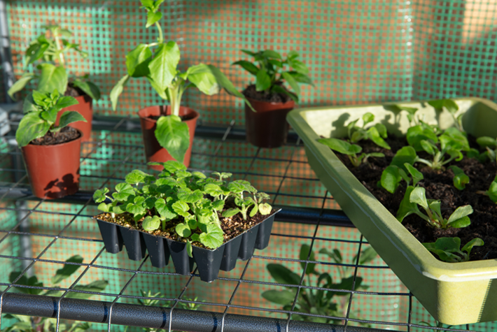 How to protect your plants in spring