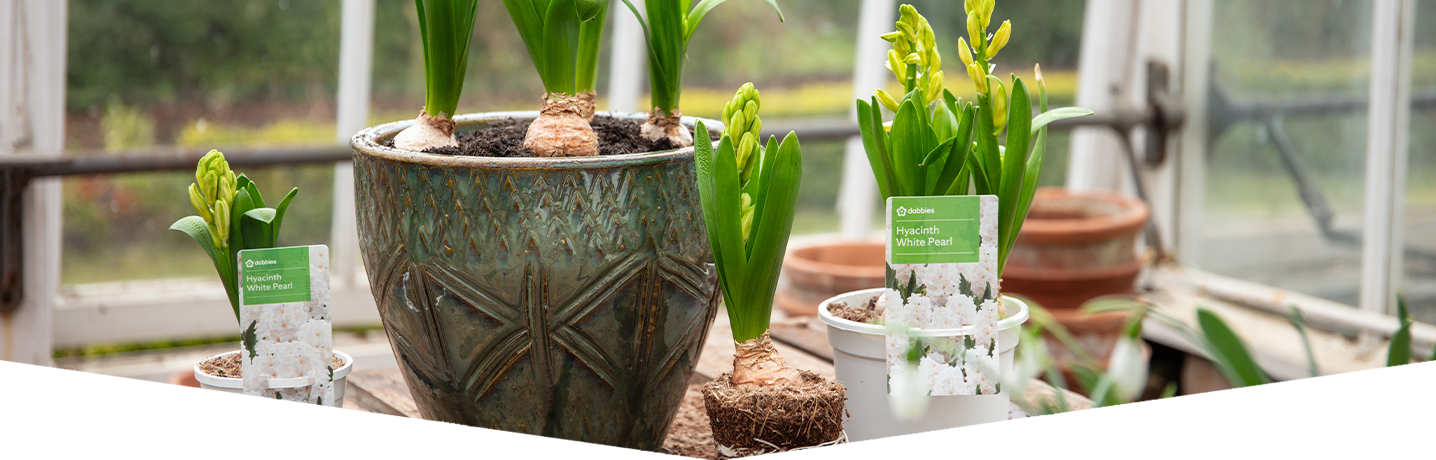 How to create a hyacinth centrepiece