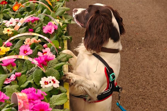 Dogs at Dobbies January winner