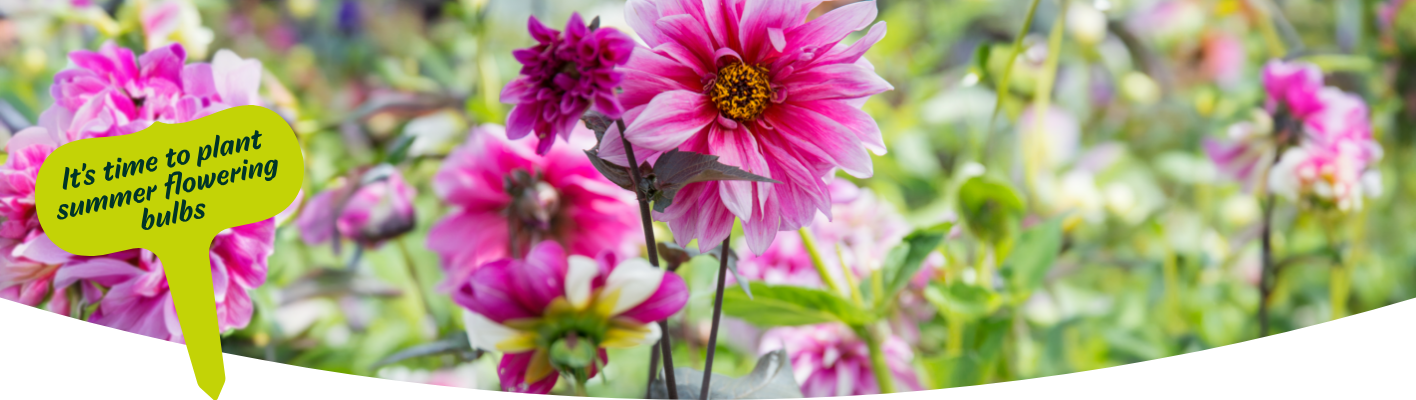 Gardening tips for March