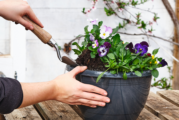 Flowers to plant in March