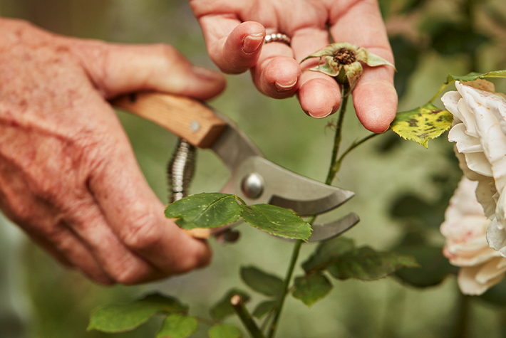 Mantain trees & shrubs