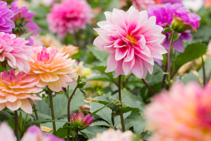 Summer flowering bulbs