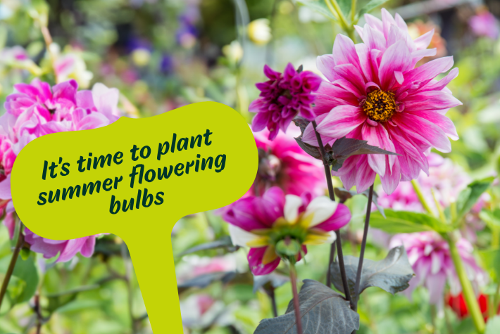 Gardening tips for March