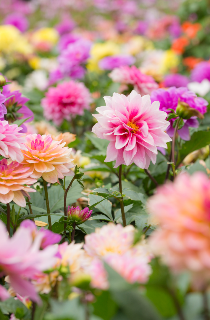 Summer flowering bulbs