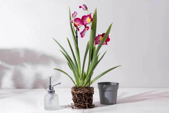 Repoting Orchids