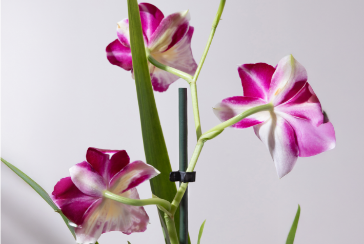 Look after orchids