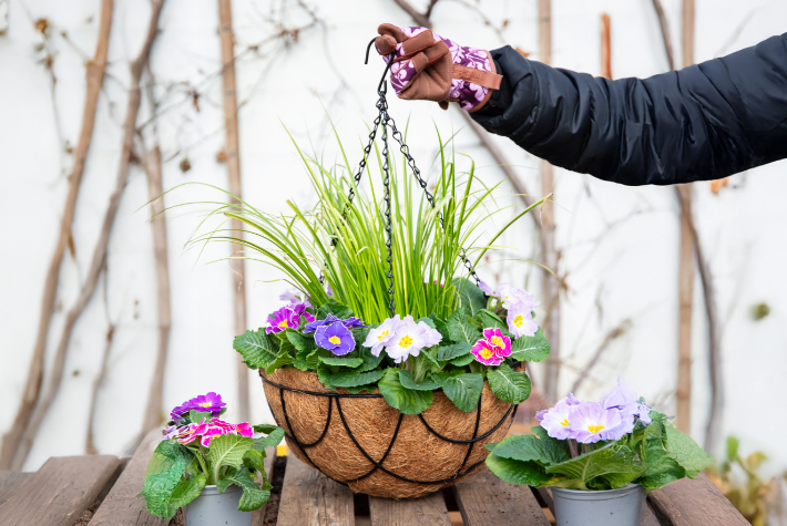Hanging basket with summer bedding plants 
