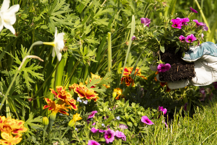 Summer bedding plants