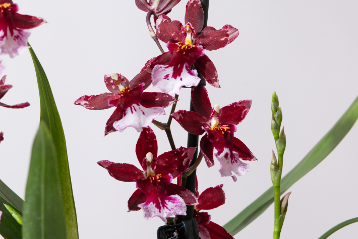 Orchid Varieties