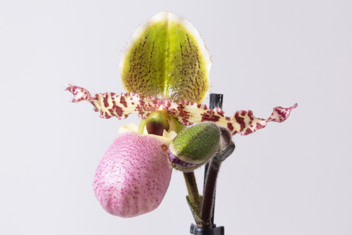 Paphiopedilum Orchid