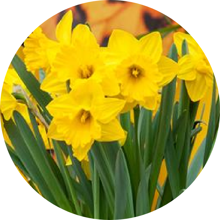 Daffodil